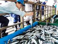 炭火焼ごっつり店長おすすめ12