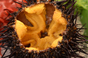 青森産天然生うに